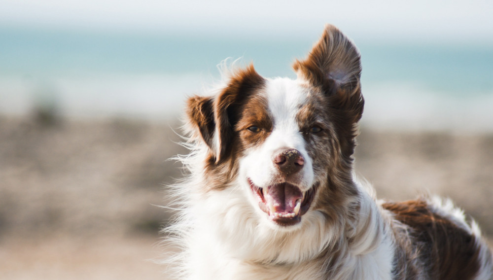 Impulsschmiede – Treuer als Ihr Hund! Welche Vorteile hat ein dynamischer digitaler Business Plan?